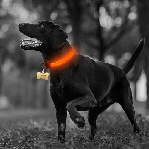 Nylon LED Dog Collar Set