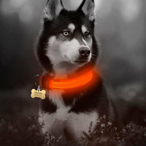 Nylon LED Dog Collar Set